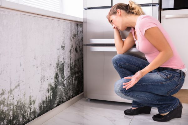Mold Detection And Removal